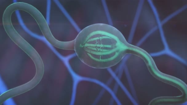 Нейрон, нервные клетки — стоковое видео
