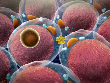 Hücreleri, makrofaj