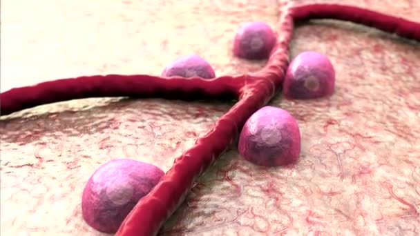 Blood vessel, Beta cells — Stock Video