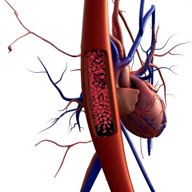 Artery, erythrocyte clipart