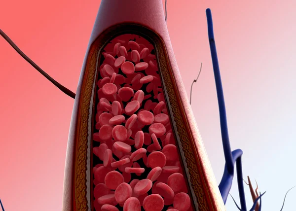 Erytrocyt, žíly — Stock fotografie