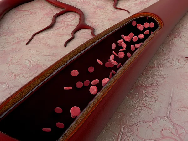 Arterie, Vene — Stockfoto