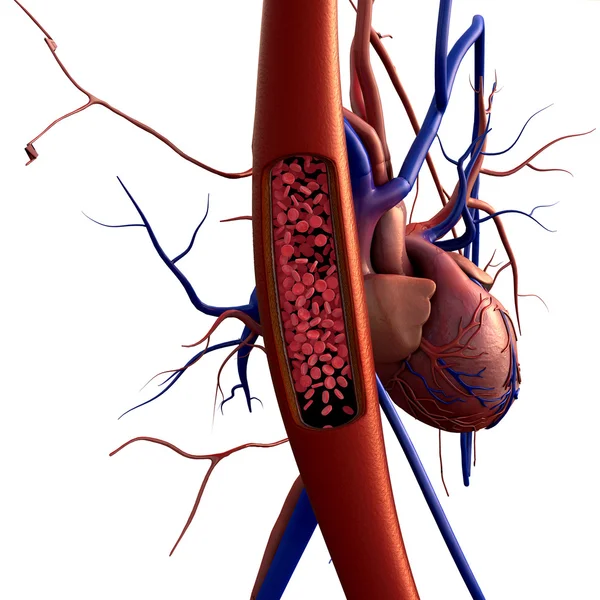 Arteria, eritrocitos —  Fotos de Stock