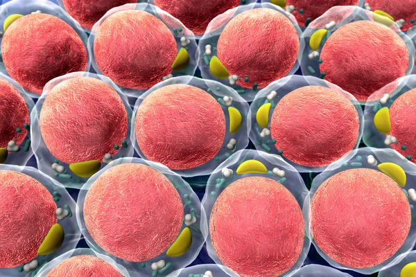 Жирові клітини, структура клітин — стокове фото