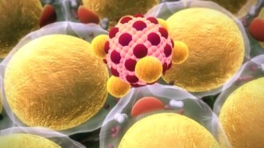 Yağ hücre, makrofaj