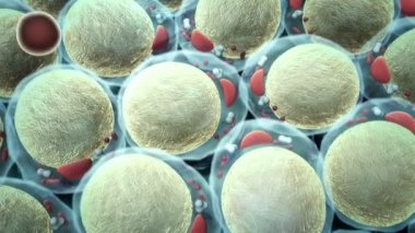 Kolesterol, insülin