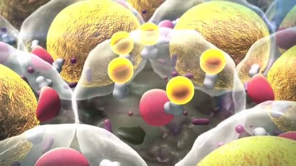 Zellen, Zellstruktur — Stockvideo