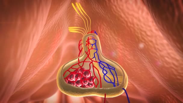 Гипофиз — стоковое видео