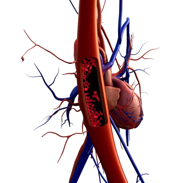 Arterie, Erythrozyten — Stockfoto