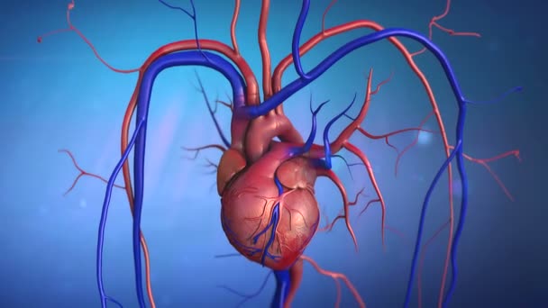 Человеческое сердце — стоковое видео
