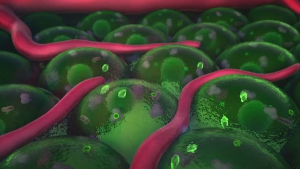 細胞、毛細血管 — ストック動画