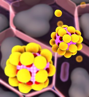 Alan yağ hücrelerinin