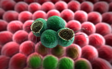 Kanser hücresi ve lenfositler