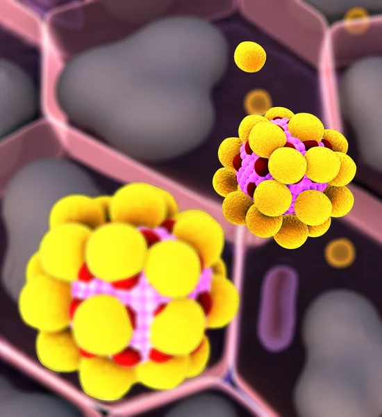 Alan yağ hücrelerinin