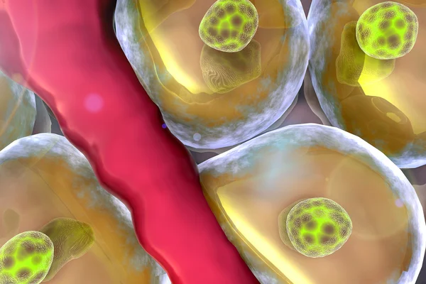 İnsan hücre ve damar