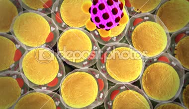 Yağ hücre, makrofaj