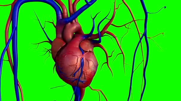 Coração em uma chave de croma — Vídeo de Stock