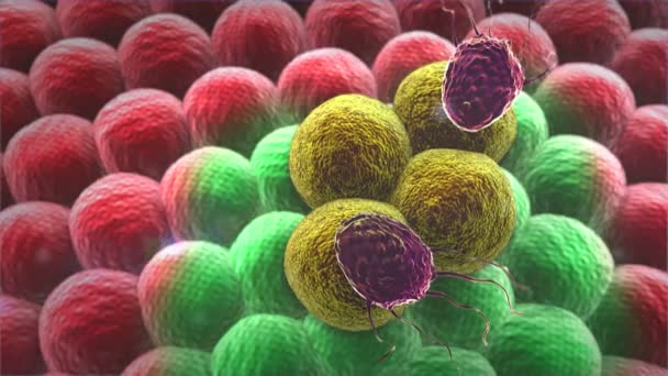 Makrofágok és a rákos sejt — Stock videók