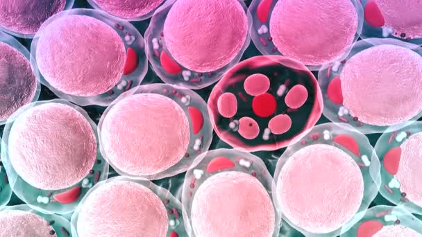 Cellules humaines, cellules graisseuses 