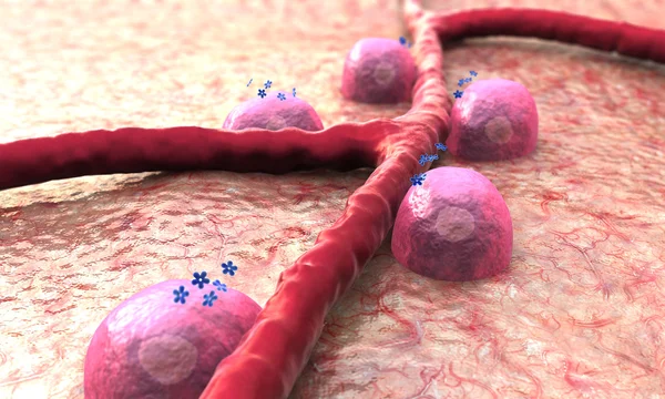 혈관, 인슐린 — 스톡 사진