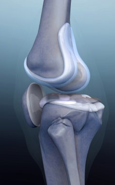 3d rendered knee illustration clipart
