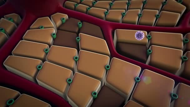 Le coronavirus s'attaque aux cellules des poumons