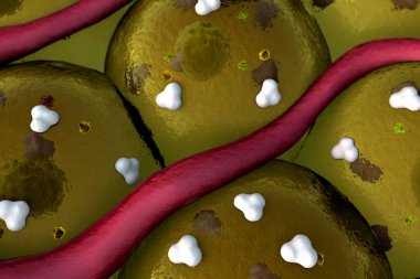 Kapiller, yağ hücreleri