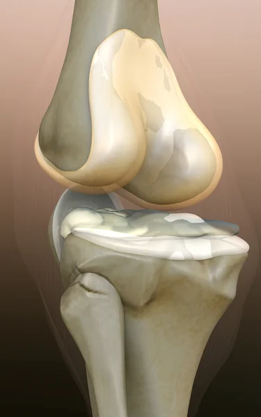 Людського коліно — стокове фото