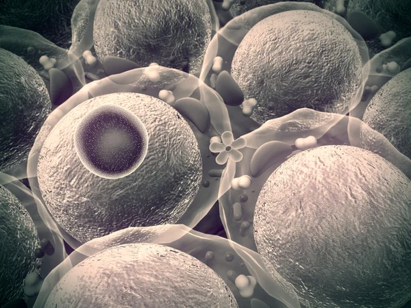 İnsülin, hücreleri — Stok fotoğraf