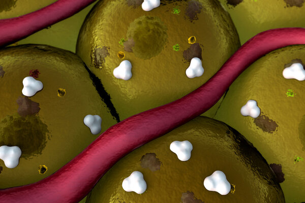 Capillary, fat cells