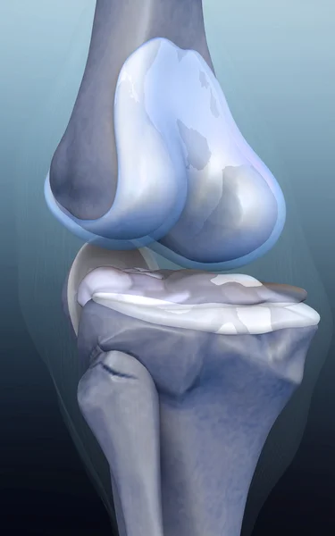 Человеческая кость, колено — стоковое фото