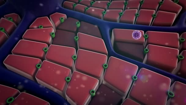 Coronavirus greift die Lungenzelle an — Stockvideo