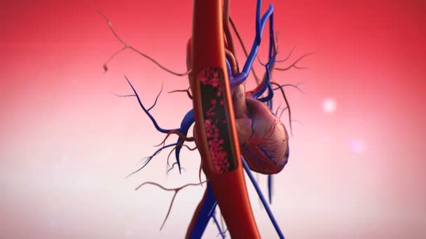 Vasos sanguíneos — Vídeo de Stock
