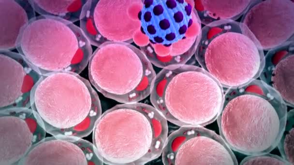 Yağ hücre ve makrofaj — Stok video