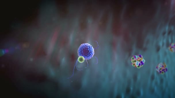 Phagocyte, macrophage — Video