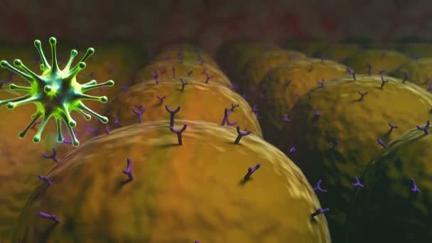 Coronavirus atack la cellula polmonare — Video Stock