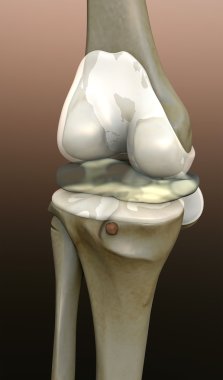 bone, human knee clipart