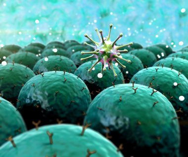 Coronavirus akciğer hücresine saldırır.