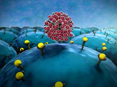 Coronavirus akciğer hücresine saldırır.
