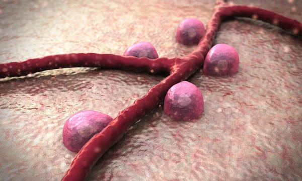 Beta cells, insulin — 스톡 사진
