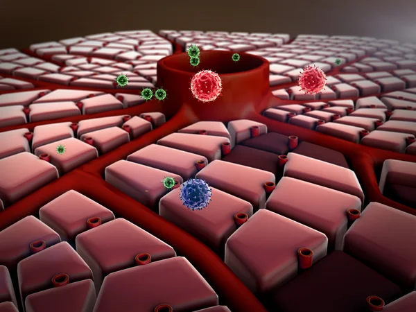 Karaciğer hücreleri, virüs