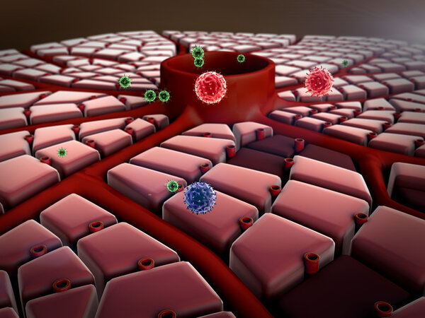 Клетки печени, вирус
