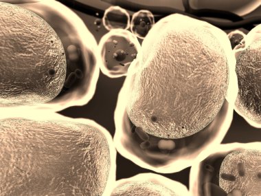 Alan yağ hücrelerinin