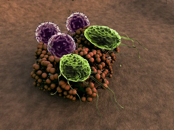 인간의 면역 계통 공격 균 류 — 스톡 사진