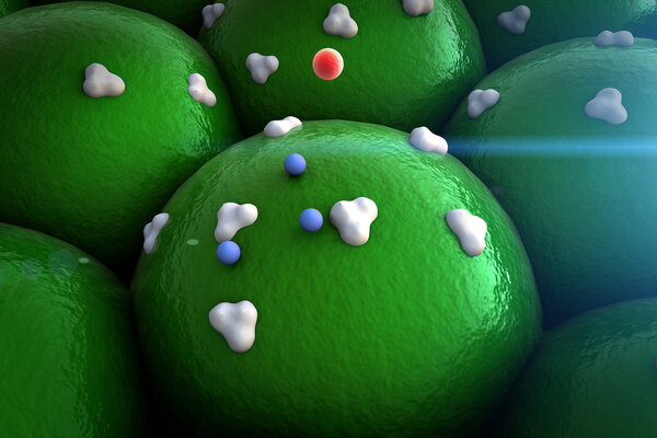 receptors on the cells surface