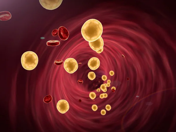 지방 세포 및 적혈구 — 스톡 사진