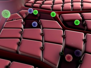 Coronavirus akciğer hücresine saldırır.