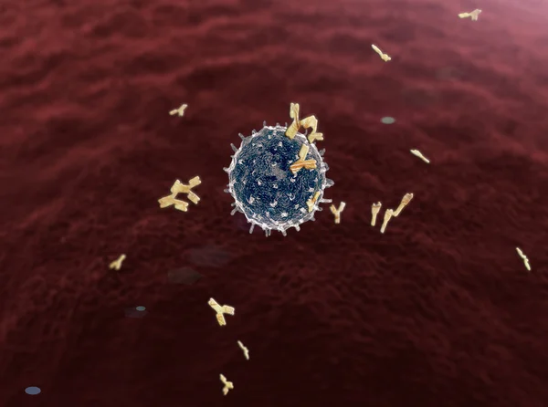 Lenfositler ve antikorlar