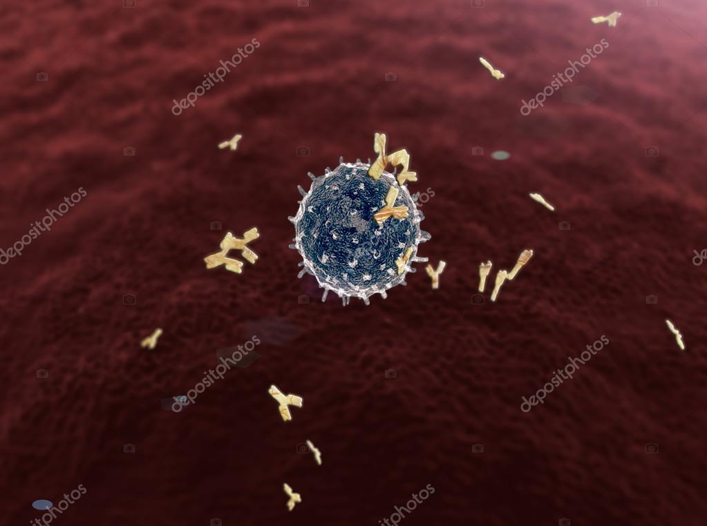 Lymphocytes and antibodies Stock Photo by ©Ugreen 94109606