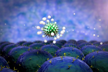 İnsan bağışıklık sistemi koronavirüse saldırıyor.